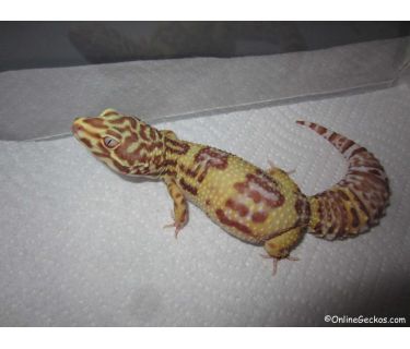 Giới thiệu morph BELL ALBINO leopard gecko 