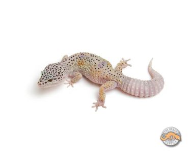 Giới thiệu morph ENIGMA , leopard gecko