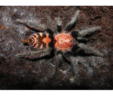 Giới thiệu về nhện TIGER RUMP