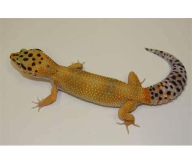 Leopard gecko , basic morph TANGERINE