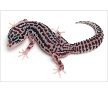 Leopard gecko , morph SUPER SNOW