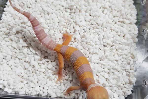 Giới thiệu các morph TREMPER ALBINO ở leopard gecko