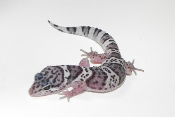Giới thiệu : leopard gecko , morph MACK SNOW