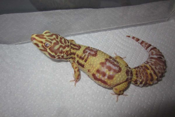 Giới thiệu morph BELL ALBINO leopard gecko 