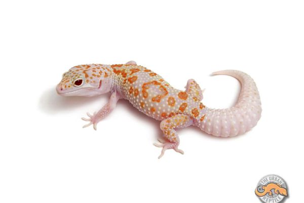 Giới thiệu morph DREAMSICLE ở Leopard gecko