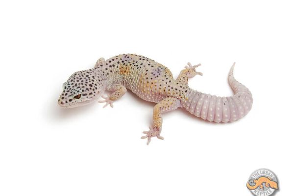 Giới thiệu morph ENIGMA , leopard gecko