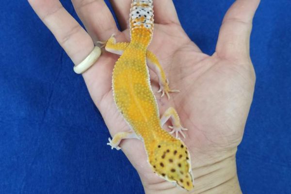 Giới thiệu morph HIGH YELLOW ở leopard gecko