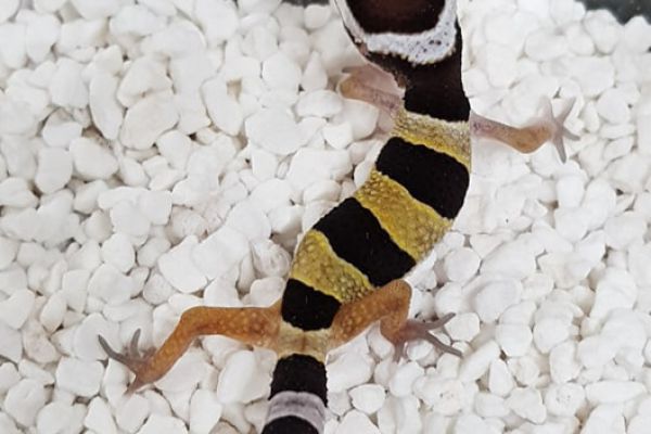 giới thiệu morph NORMAL ở leopard gecko