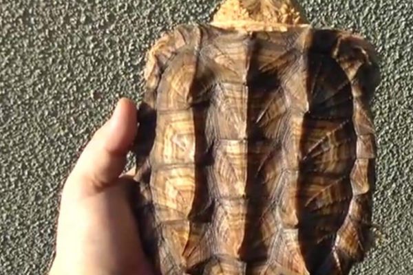 Giới thiệu Rùa alligator snapping turtle 
