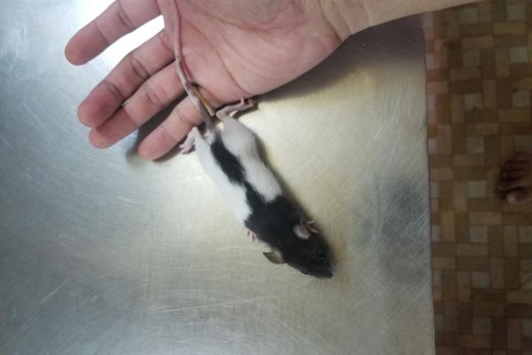 Giới thiệu và hướng dẫn chăm sóc  chuột RAT