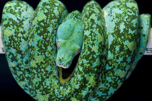 Green trên python - Morelia viridis