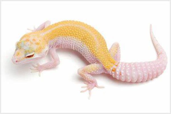 Leopard gecko , morph NOVA