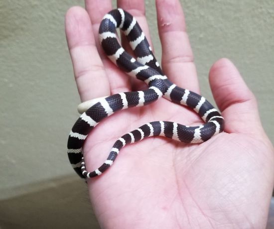 black and white king snake 