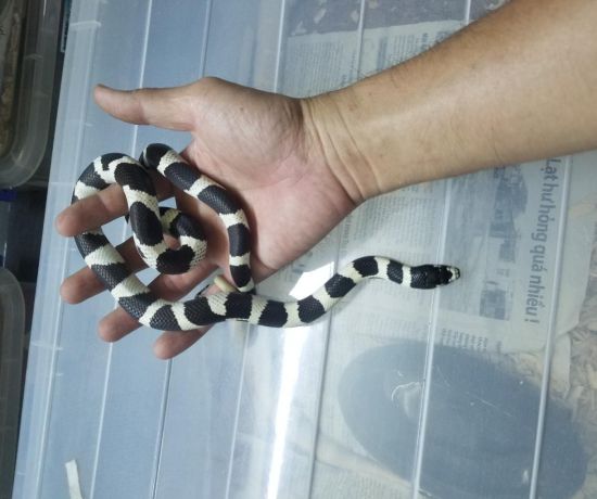 Black & white king snake 