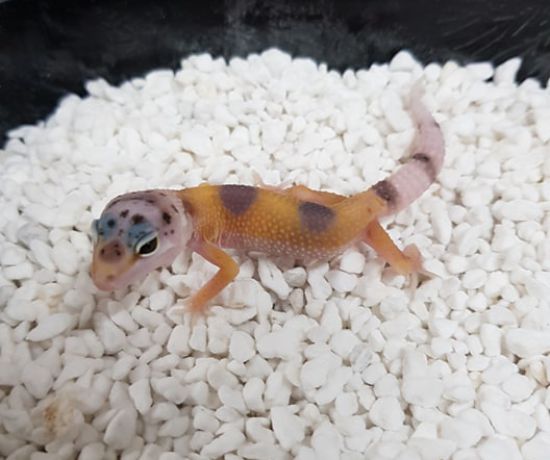 enigma het tremper ( leopard gecko ) 