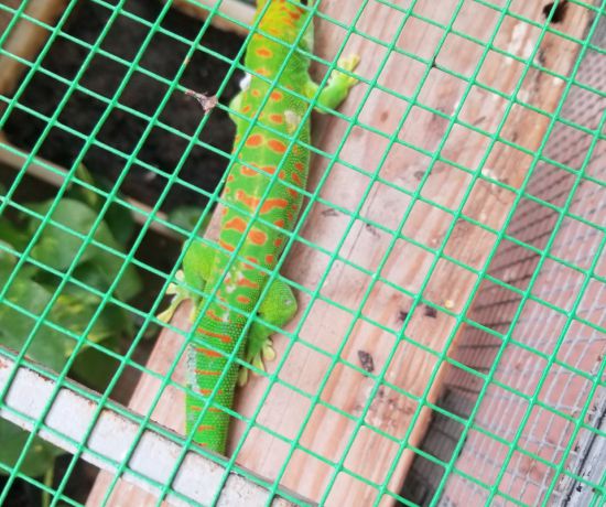 Giantday gecko