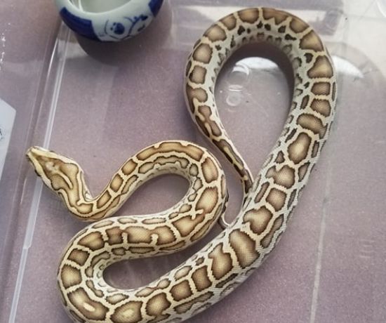 hypo python  baby ( trăn đất hypo ) 