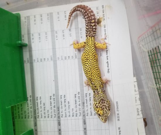 Lemon frost white& yellow snow radar ( leopard gecko)