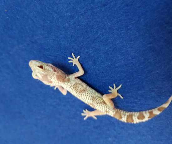 LEMON FROST WY SNOW RADAR ( leopard gecko)