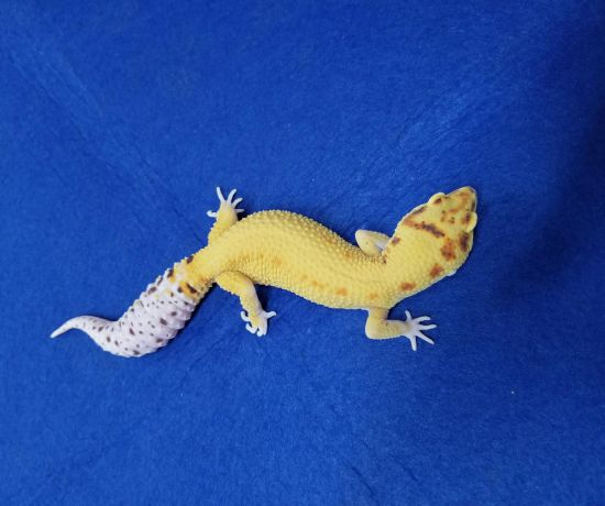 LF WY BELL HET RADAR ( leopard gecko)