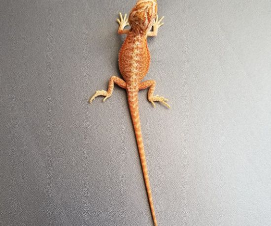 red trans bearded dragon 