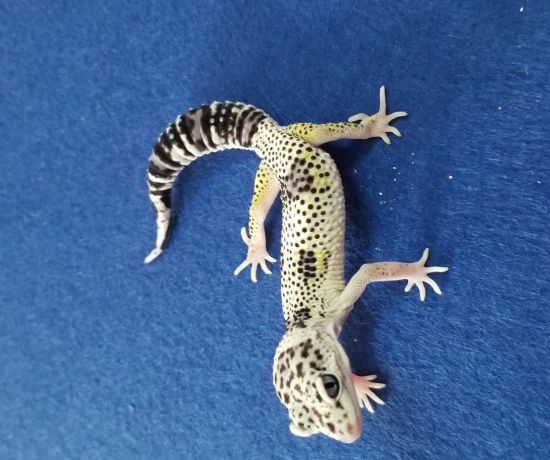 SNOW LEMON FROST HET BELL ( Leopard gecko)
