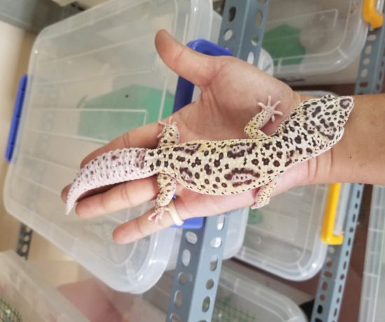 SONAR ( leopard gecko)
