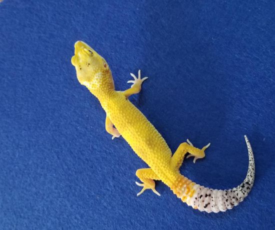 Super hypo lemon frost het  tremper ( leopard gecko)