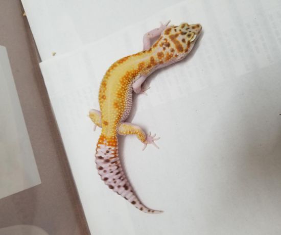 WY BELL HET RADAR  ( leopard gecko)